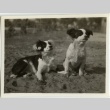 Two dogs (ddr-densho-201-71)