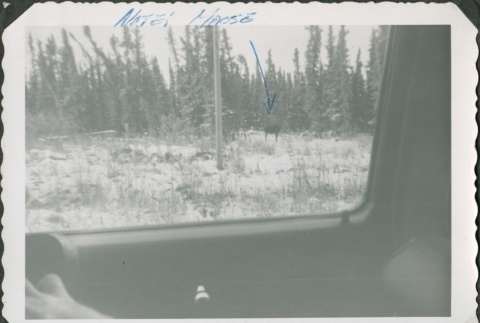 Moose viewed through a car window (ddr-densho-321-406)
