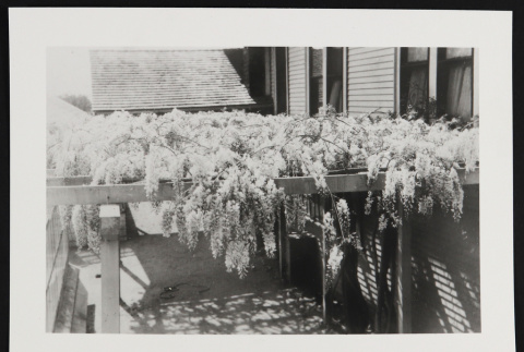Wisteria on Fujii residence (ddr-densho-433-559)