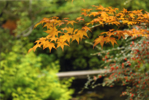 Japanese Maple with Zig Zag Bridge Pond (ddr-densho-354-1707)