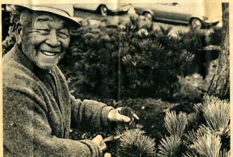 Fujitaro Kubota trimming a pine on Seattle University campus (ddr-densho-354-2029)