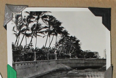 Palm trees next to a retaining wall (ddr-densho-404-260)
