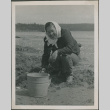 A woman digging clams (ddr-densho-201-907)