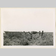 Harvesting daikon seeds (ddr-densho-37-1390)