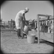 Japanese American feeding dairy calves (ddr-densho-37-602)