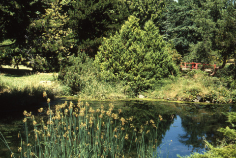 Pond and Heart Bridge (ddr-densho-354-2001)