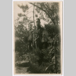 George Moriyoshi standing surrounded by trees (ddr-densho-456-11)