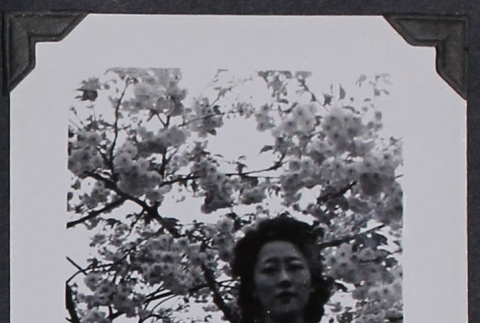 Woman poses in front of flowering tree (ddr-densho-359-1508)