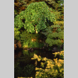 Japanese Garden Pond (ddr-densho-354-1031)