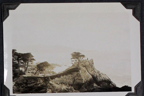 Trees on headland (ddr-densho-359-1313)