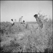 Japanese Americans clearing land (ddr-densho-37-567)