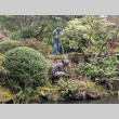 Volunteer pruning Sword Ferns (ddr-densho-354-2518)