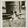 Dog beside a barrel (ddr-densho-201-175)