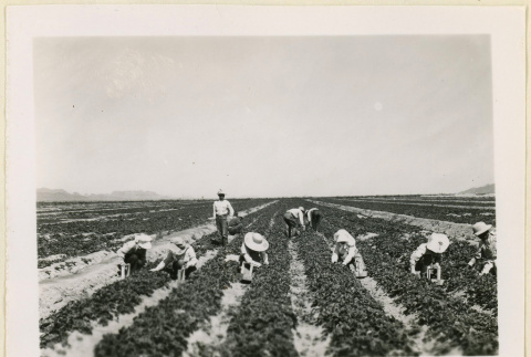 Picking strawberries (ddr-densho-37-1403)
