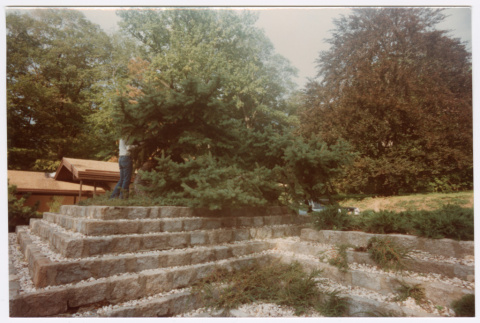 Pruning tree (ddr-densho-377-1977)