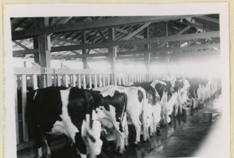 Men milking cows (ddr-densho-37-1614)
