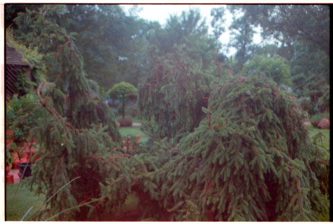 Pine tree (ddr-densho-377-2423)