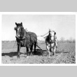 Horse drawn plow in sugar beet farm (ddr-csujad-25-98)