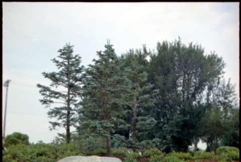 Landscaping at D. Hill Nursery (ddr-densho-377-1435)