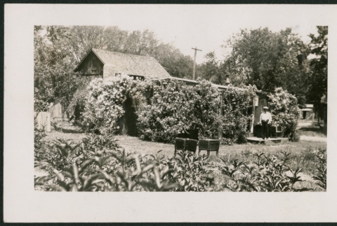 garden (ddr-densho-378-301)