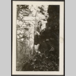 Woman standing on a tree (ddr-densho-287-70)
