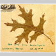 Oak leaf from Laura Iguchi, Lawrence, Kansas (ddr-csujad-38-354)