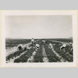 Picking strawberries (ddr-densho-37-1403)