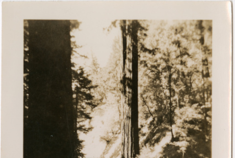Car on side of road by trees (ddr-densho-426-2066)