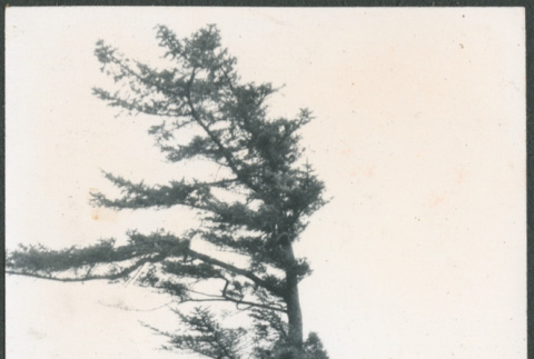 Three people standing on trail (ddr-densho-523-395)
