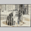 Bears in cage (ddr-densho-355-719)
