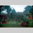 Pine tree (ddr-densho-377-2427)