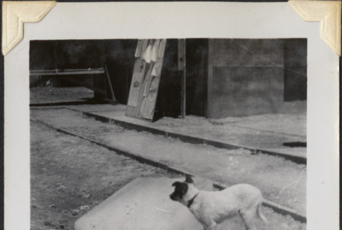 Dog by railroad tracks (ddr-densho-466-868)