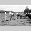 William Kochiyama and Robert H. Foote with cows (ddr-densho-1007-1361)