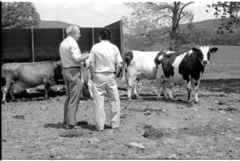 Robert H. Foote and William Kochiyama with cows (ddr-densho-1007-1242)