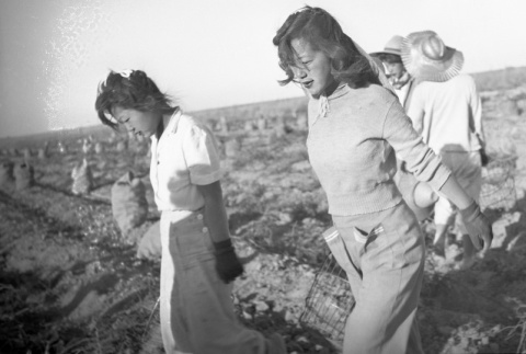 Women harvesting potatoes (ddr-fom-1-818)