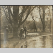 People feeding swans at pond (ddr-densho-355-733)