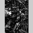 Tomoye (Nozawa) Takahashi in riding clothes standing by fence (ddr-densho-426-1904)