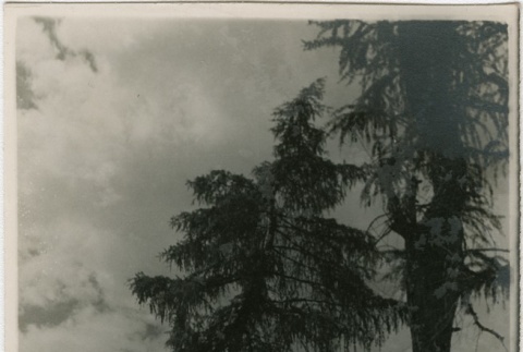 Trees and rooftops (ddr-densho-201-430)