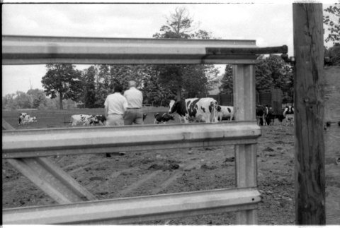William Kochiyama and Robert H. Foote with cows (ddr-densho-1007-1358)