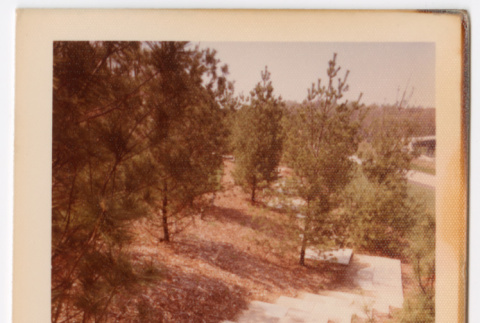 Stone path through trees (ddr-densho-377-2183)