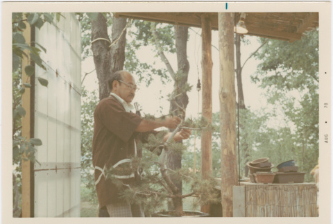 Kaneji Domoto giving a bonsai demonstration at Hill Nursery (ddr-densho-377-346)