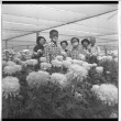 [Okines' relatives, chrysanthemum flowers] (ddr-csujad-5-60)
