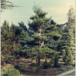 Fujitaro Kubota in a red pine tree in the Garden (ddr-densho-354-577)