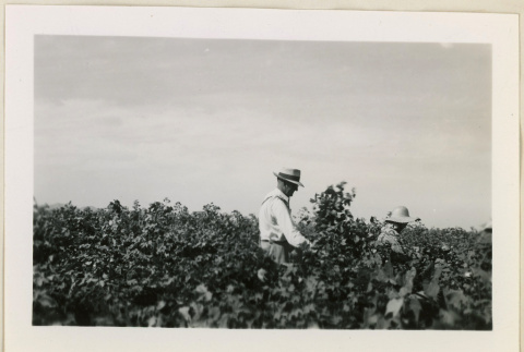 Two figures picking cotton (ddr-densho-37-955)