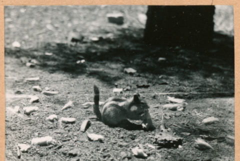 Chipmunk (ddr-densho-468-286)