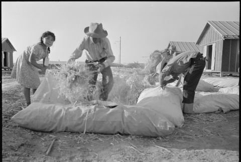 Japanese Americans filling straw mattresses (ddr-densho-37-404)
