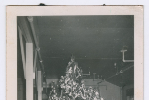 Christmas Tree (ddr-densho-556-15)