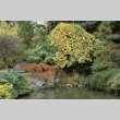 Camperdown Elm at Japanese Garden pond, Hawthorne and Maple at left (ddr-densho-354-2641)