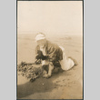 Man digging for clams (ddr-densho-523-51)