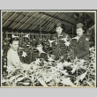 Photograph of three WACs and one man with plants (ddr-csujad-49-67)